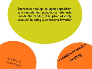 Increases healing, collagen deposition
and remodelling, pumping of nutrients
inside the tendon, disruption of early
vascular budding & adhesions frmation
 
