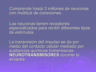 Comprende hasta 3 millones de neuronas con multitud de conexiones. Las neuronas tienen receptores especializados para recibir diferentes tipos de estímulos. La transmisión del impulso se da por medio del contacto celular mediado por sustancias químicas transmisoras:  NEUROTRANSMISORES  durante la sinapsis. 