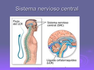 Sistema nervioso central 