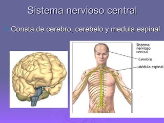 Sistema nervioso central Consta de cerebro, cerebelo y medula espinal. 