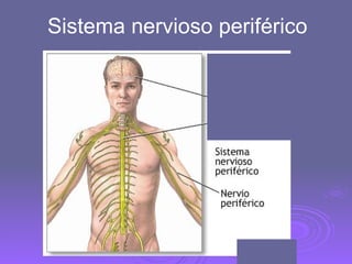Sistema nervioso periférico 