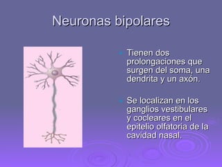 Neuronas bipolares Tienen dos prolongaciones que surgen del soma, una dendrita y un axón.  Se localizan en los ganglios vestibulares y cocleares en el epitelio olfatoria de la cavidad nasal. 