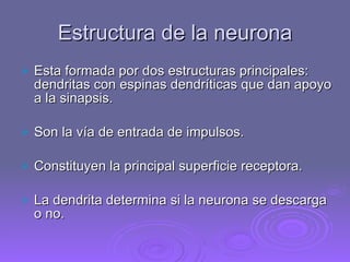 Estructura de la neurona Esta formada por dos estructuras principales: dendritas con espinas dendríticas que dan apoyo a la sinapsis. Son la vía de entrada de impulsos. Constituyen la principal superficie receptora. La dendrita determina si la neurona se descarga o no.  