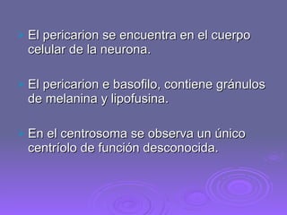 El pericarion se encuentra en el cuerpo celular de la neurona. El pericarion e basofilo, contiene gránulos de melanina y lipofusina. En el centrosoma se observa un único centríolo de función desconocida. 