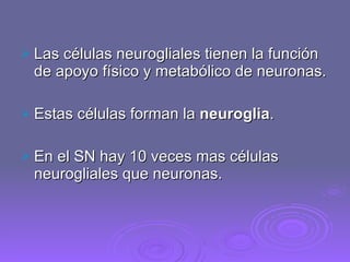 Las células neurogliales tienen la función de apoyo físico y metabólico de neuronas. Estas células forman la  neuroglia . En el SN hay 10 veces mas células neurogliales que neuronas. 
