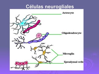 Células neurogliales 