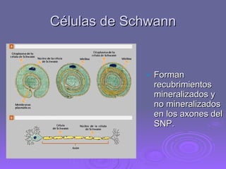 Células de Schwann Forman recubrimientos mineralizados y no mineralizados en los axones del SNP. 