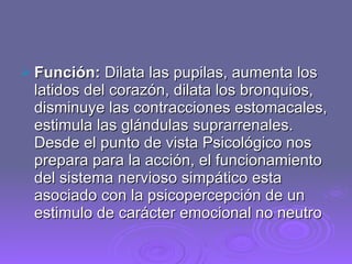 Función:   Dilata las pupilas, aumenta los latidos del corazón, dilata los bronquios, disminuye las contracciones estomacales, estimula las glándulas suprarrenales. Desde el punto de vista Psicológico nos prepara para la acción, el funcionamiento del sistema nervioso simpático esta asociado con la psicopercepción de un estimulo de carácter emocional no neutro 