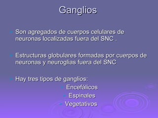 Ganglios  Son agregados de cuerpos celulares de neuronas localizadas fuera del SNC . Estructuras globulares formadas por cuerpos de neuronas y neuroglias fuera del SNC Hay tres tipos de ganglios: Encefálicos Espinales Vegetativos  