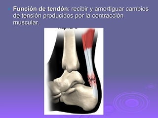 Función de tendón : recibir y amortiguar cambios de tensión producidos por la contracción muscular. 