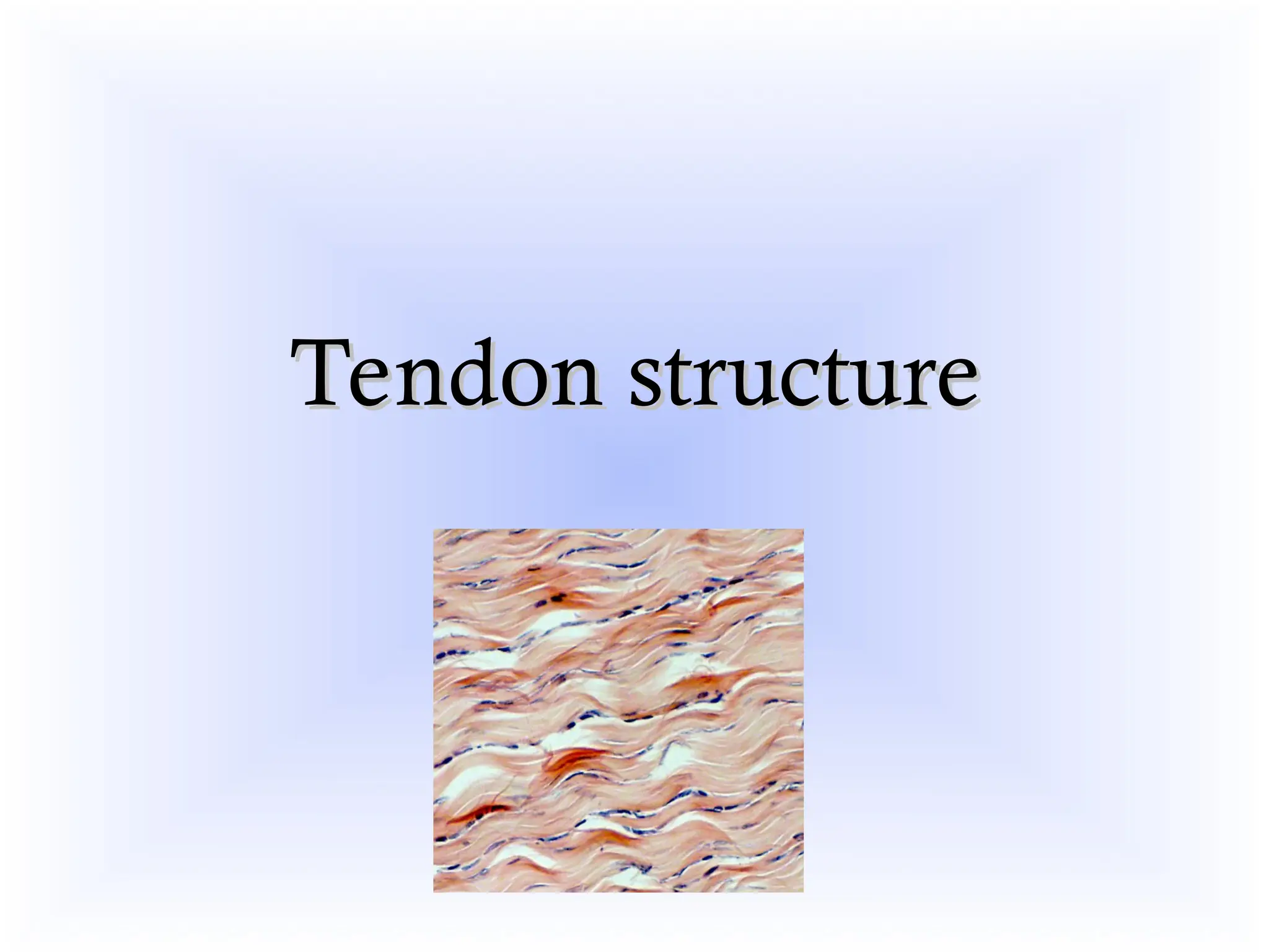 TENDON BASIC SCIENCE biology and biomechanics of tendon | PPT