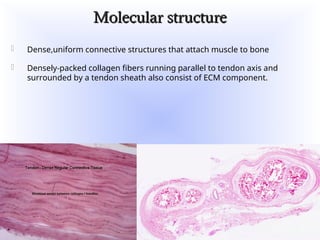 Muscle Tendon Project TENDON BASIC SCIENCE biology and biomechanics of tendon | PPT