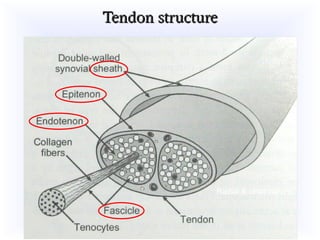 Tendon Without Label TENDON BASIC SCIENCE biology and biomechanics of tendon | PPT