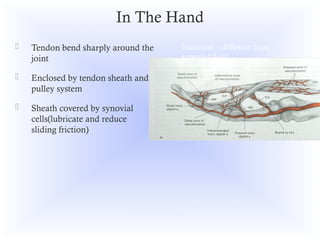TENDON BASIC SCIENCE biology and biomechanics of tendon | PPT