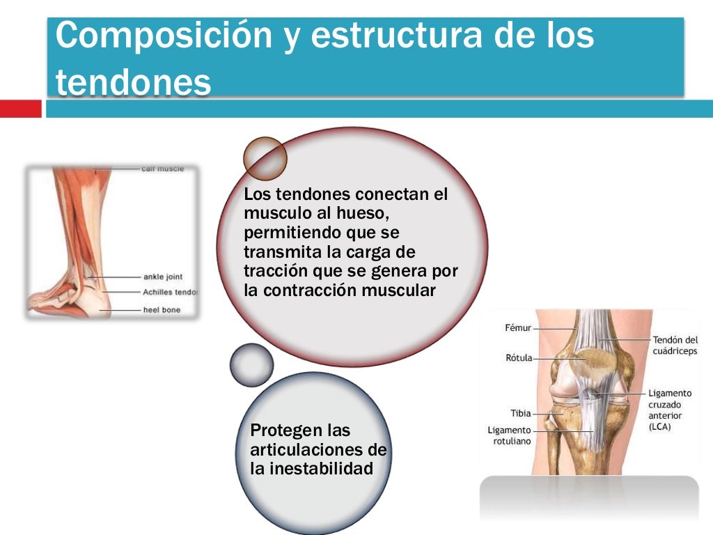 Tendones y ligamentos