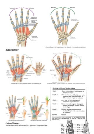 BLOOD SUPPLY
Pulleysof flexiours
Synovial sheathisreinforcedbyasystemof fibrouspulleys
 
