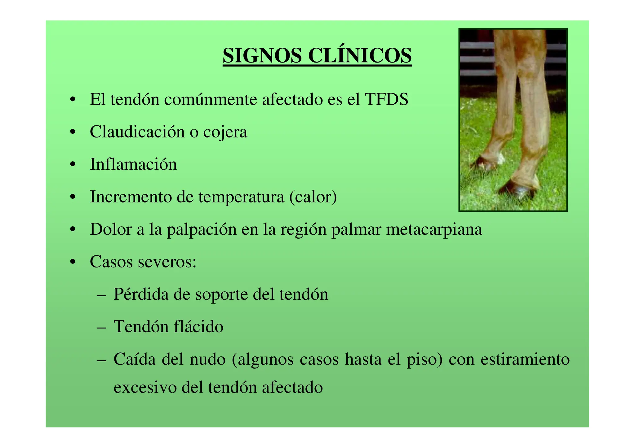 lesiones de tendones y ligamentos en caballos. pdf | PDF