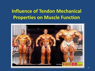 Influence of Tendon Mechanical
 Properties on Muscle Function




                                 37
 