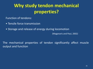 Why study tendon mechanical
                properties?
  Function of tendons:
  • Tensile force transmission
  • Storage and release of energy during locomotion
                                     (Maganaris and Paul, 2002)



The mechanical properties of tendon significantly affect muscle
output and function




                                                                  25
 