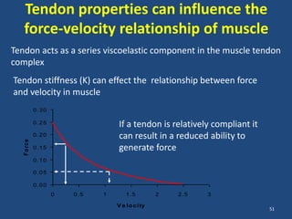 Tendon properties can influence the
   force-velocity relationship of muscle
Tendon acts as a series viscoelastic component in the muscle tendon
complex
Tendon stiffness (K) can effect the relationship between force
and velocity in muscle
             0.30

             0.25                  If a tendon is relatively compliant it
             0.20                  can result in a reduced ability to
   F o rce




             0.15                  generate force
             0.10

             0.05

             0.00
                    0   0.5   1       1.5          2   2.5   3

                                  V e l o c i ty
                                                                            51
 