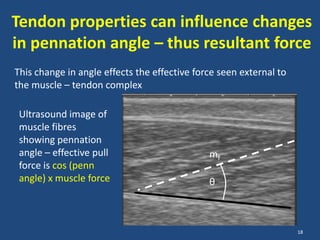 Tendon properties can influence changes
in pennation angle – thus resultant force
This change in angle effects the effective force seen external to
the muscle – tendon complex

 Ultrasound image of
 muscle fibres
 showing pennation
 angle – effective pull                       mf
 force is cos (penn
 angle) x muscle force                        θ



                                                                    18
 