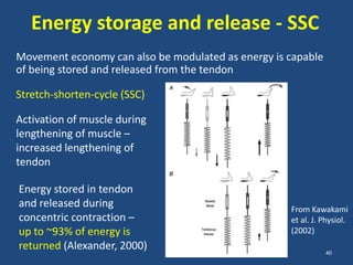 Energy storage and release - SSC
Movement economy can also be modulated as energy is capable
of being stored and released from the tendon

Stretch-shorten-cycle (SSC)

Activation of muscle during
lengthening of muscle –
increased lengthening of
tendon

Energy stored in tendon
and released during                                 From Kawakami
concentric contraction –                            et al. J. Physiol.
up to ~93% of energy is                             (2002)
returned (Alexander, 2000)                                    40
 