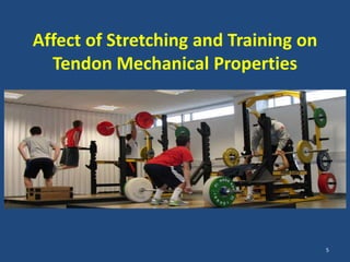 Affect of Stretching and Training on
  Tendon Mechanical Properties




                                       5
 
