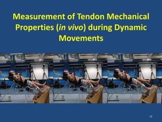 Measurement of Tendon Mechanical
Properties (in vivo) during Dynamic
            Movements




                                      12
 