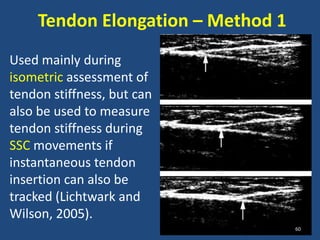 Tendon Elongation – Method 1
Used mainly during
isometric assessment of
tendon stiffness, but can
also be used to measure
tendon stiffness during
SSC movements if
instantaneous tendon
insertion can also be
tracked (Lichtwark and
Wilson, 2005).
                                   60
 