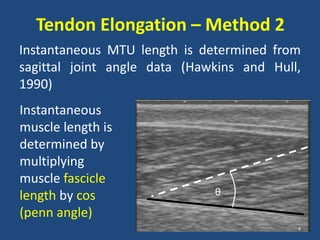 Tendon Elongation – Method 2
Instantaneous MTU length is determined from
sagittal joint angle data (Hawkins and Hull,
1990)
Instantaneous
muscle length is
determined by
multiplying
muscle fascicle
length by cos                 θ

(penn angle)
                                           4
 