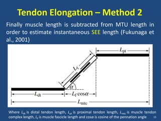 Tendon Elongation – Method 2
Finally muscle length is subtracted from MTU length in
order to estimate instantaneous SEE length (Fukunaga et
al., 2001)




Where Ldt is distal tendon length, Lpt is proximal tendon length, Lmtc is muscle tendon
complex length, Lf is muscle fascicle length and cosα is cosine of the pennation angle 13
 