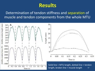 Results
Determination of tendon stiffness and separation of
muscle and tendon components from the whole MTU




                          Solid line = MTU length, dotted line = tendon
                          length, broken line = muscle length       57
 