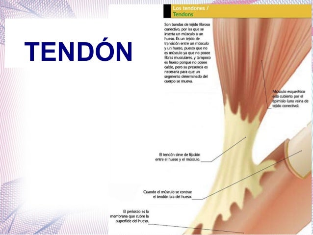 Tendon, mesotendón, fascia, aponeurisis, vainas fibrosa y sinovial