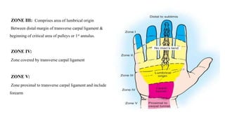 ZONE III: Comprises area of lumbrical origin
Between distal margin of transverse carpal ligament &
beginning of critical area of pulleys or 1st annulus.
ZONE IV:
Zone covered by transverse carpal ligament
ZONE V:
Zone proximal to transverse carpal ligament and include
forearm
 