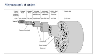 Microanatomy of tendon
 
