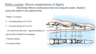 Pulley system: (flexor compartment of digits)
Intermittent fibrous condensations that exist along the tendon sheath to
secure the tendon to the adjacent bone
• Digits 1-4 contain:
 5 annular pulleys (A1 to A5)
 3 cruciate pulleys (C1 to C3)
(A2 and A4 are the most important pulleys to
prevent flexor tendon bowstringing)
• Thumb contains
2 annular pulley
 