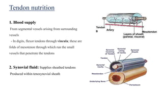 Tendon nutrition
1. Blood supply
From segmental vessels arising from surrounding
vessels
- In digits, flexor tendons through vincula; these are
folds of mesotenon through which run the small
vessels that penetrate the tendons
2. Synovial fluid: Supplies sheathed tendons
Produced within tenosynovial sheath
 