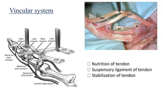 Vincular system
Nutrition of tendon
Suspensory ligament of tendon
Stabilization of tendon
 