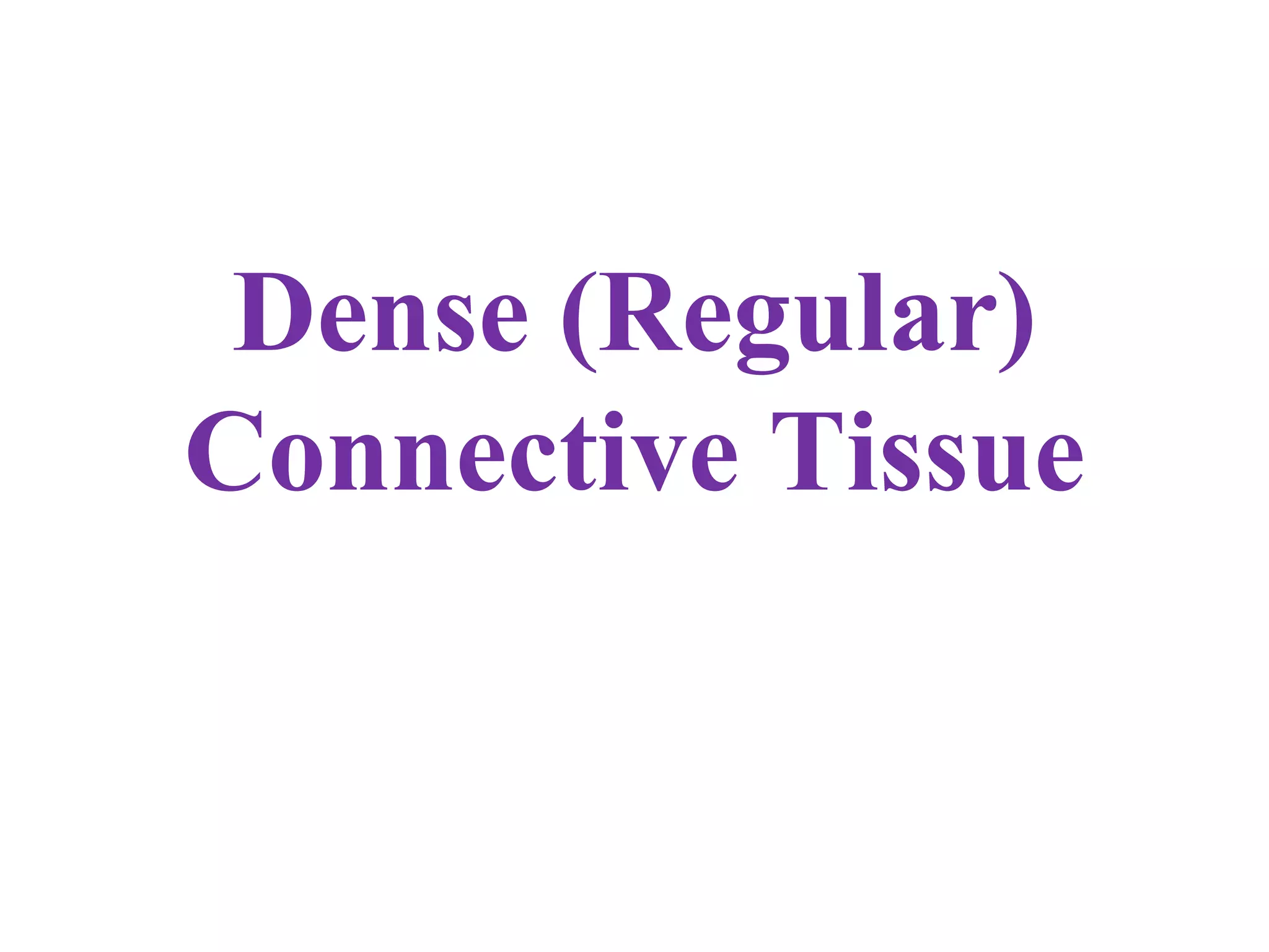 Dense (Regular) Connective Tissue