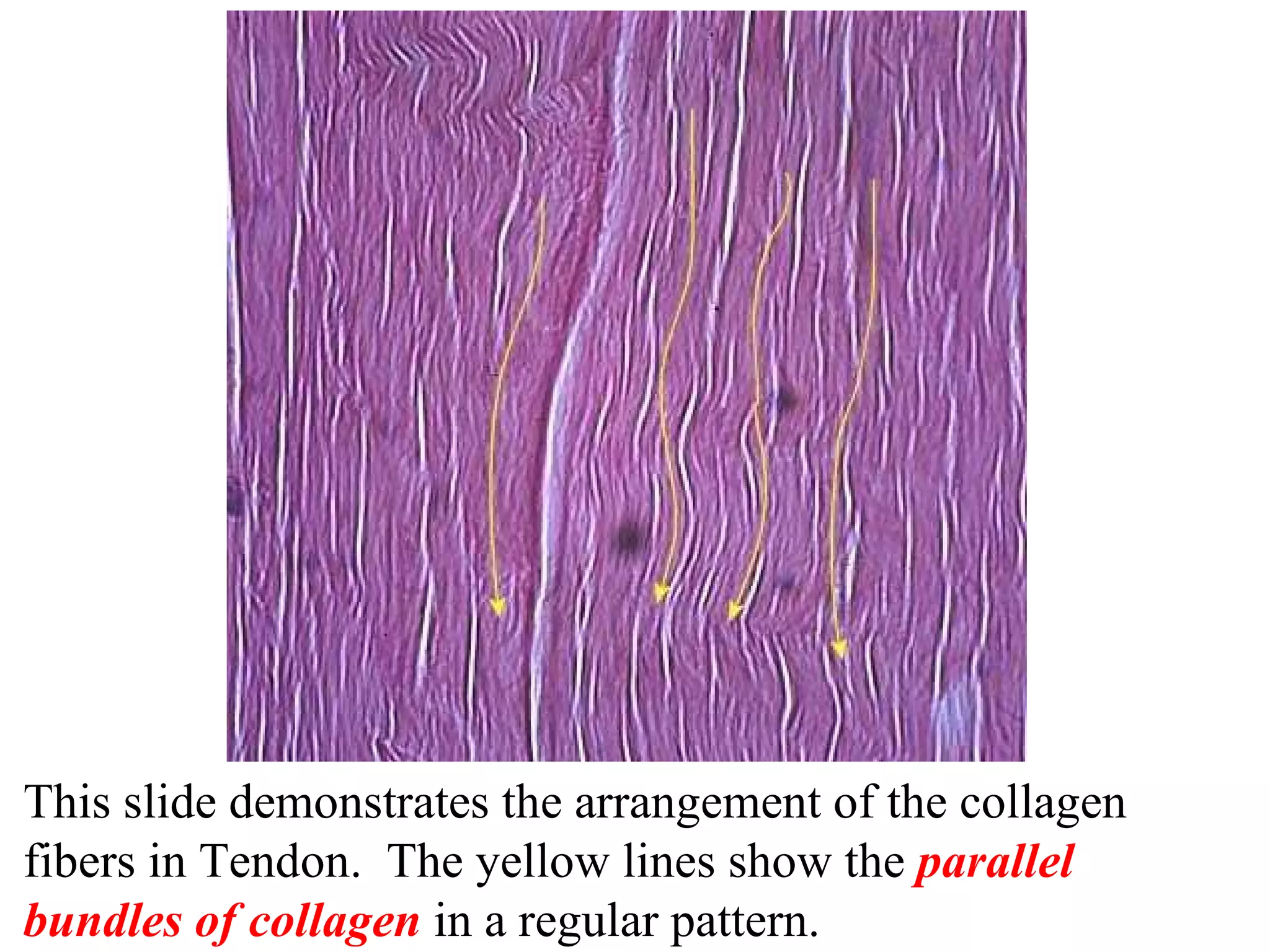 This slide demonstrates the arrangement of the collagen fibers in Tendon. The yellow lines show the parallel bundles of collagen in a regular pattern.