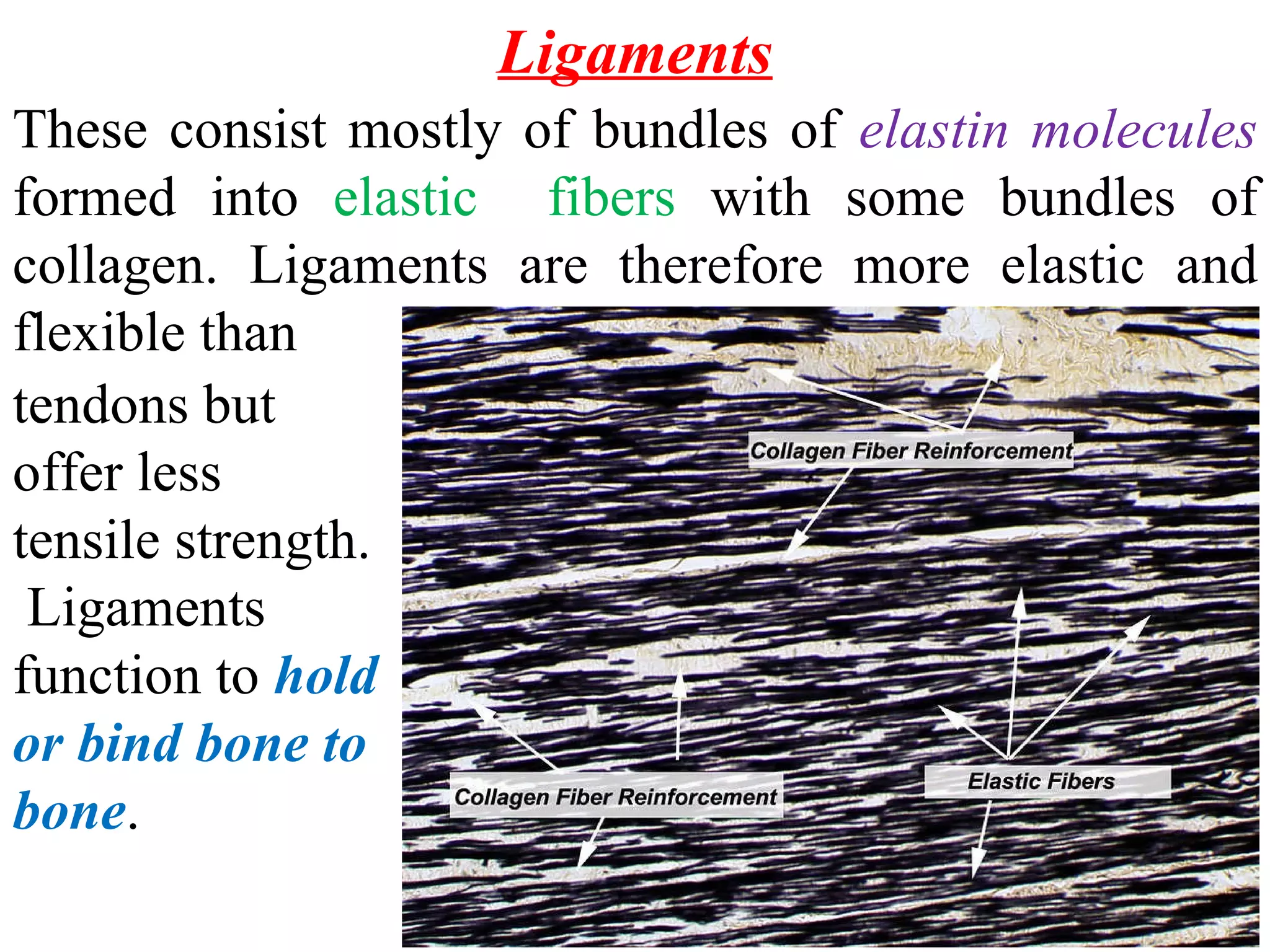 Ligaments These consist mostly of bundles of elastin molecules formed into elastic fibers with some bundles of collagen. Ligaments are therefore more elastic and flexible than tendons but offer less tensile strength. Ligaments function to hold or bind bone to bone .