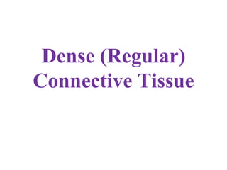 Dense (Regular) Connective Tissue 