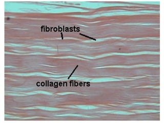 Tendons ligaments