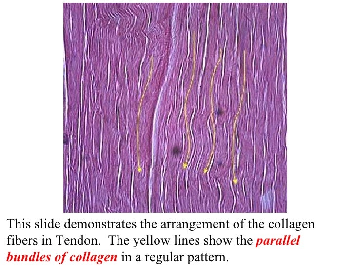 Tendons ligaments