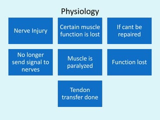 Physiology
Nerve Injury
Certain muscle
function is lost
If cant be
repaired
No longer
send signal to
nerves
Muscle is
paralyzed
Function lost
Tendon
transfer done
 