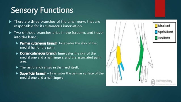 ulnar nerve palsy and tendon transfers ulnar nerve palsy