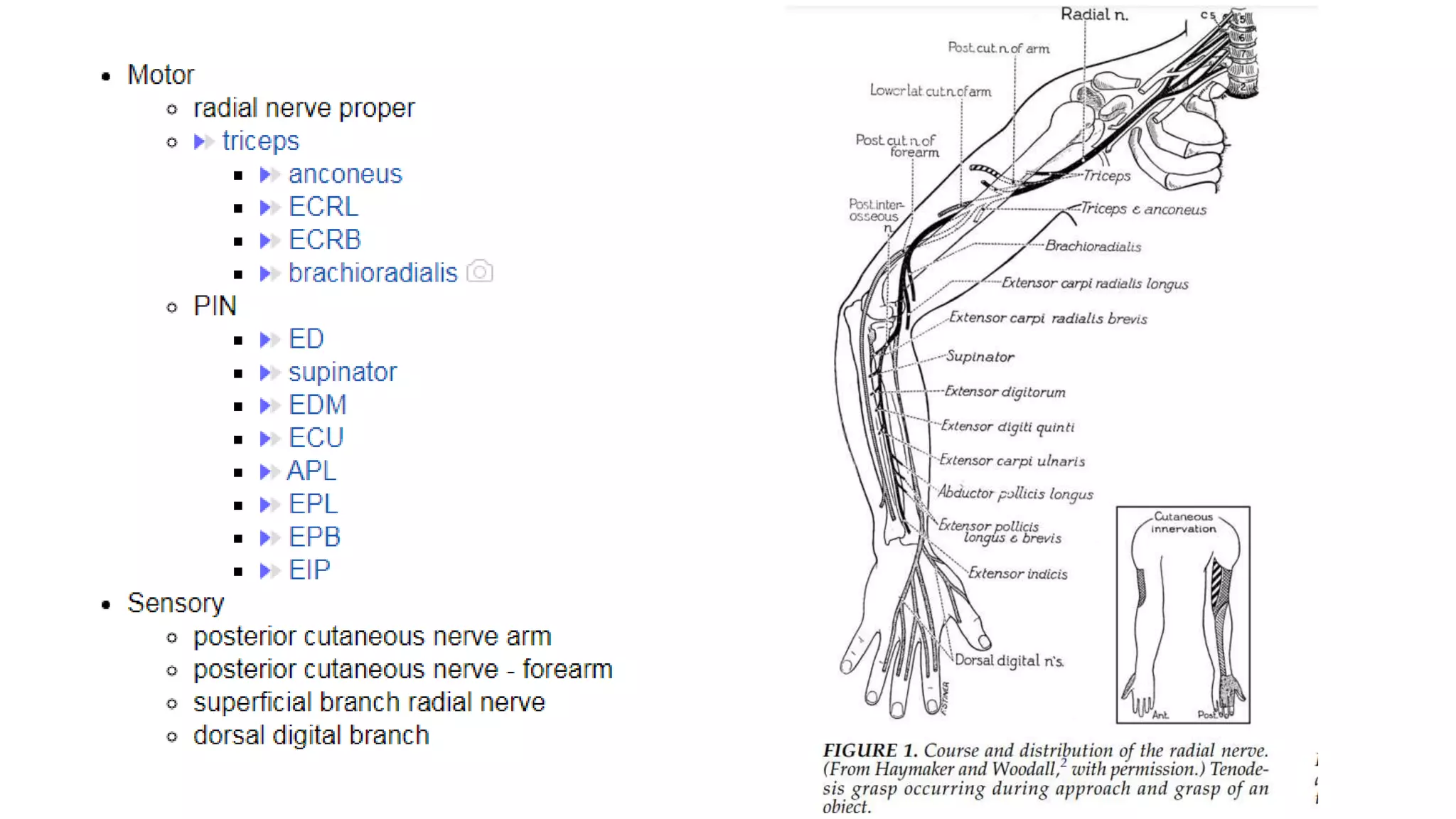 Principles of Transfer and Transfers for Radial Nerve Palsy | PPTX
