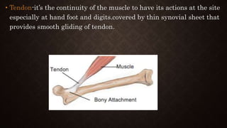 • Tendon-it’s the continuity of the muscle to have its actions at the site
especially at hand foot and digits.covered by thin synovial sheet that
provides smooth gliding of tendon.
 