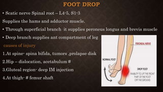 FOOT DROP
• Scatic nerve Spinal root – L4-5, S1-3
Supplies the hams and adductor muscle.
• Through superficial branch it supplies peroneus longus and brevis muscle
• Deep branch supplies ant compartment of leg
causes of injury
1.At spine- spina bifida, tumors ,prolapse disk
2.Hip – dislocation, acetabulum #
3.Gluteal region- deep IM injection
4.At thigh- # femur shaft
 
