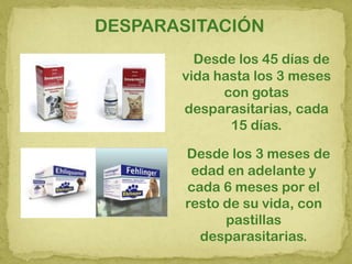 Desde los 45 días de
vida hasta los 3 meses
con gotas
desparasitarias, cada
15 días.
Desde los 3 meses de
edad en adelante y
cada 6 meses por el
resto de su vida, con
pastillas
desparasitarias.
DESPARASITACIÓN
 